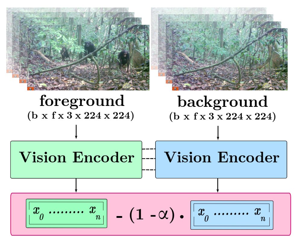 PanAfFGBG: Understanding the Impact of Backgrounds in Wildlife Behaviour Recognition