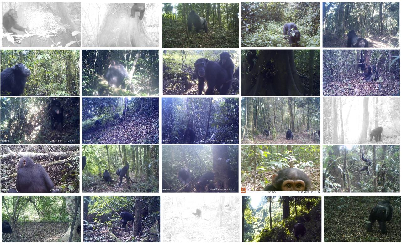 PanAf20K: A Large Video Dataset for Wild Ape Detection and Behaviour Recognition