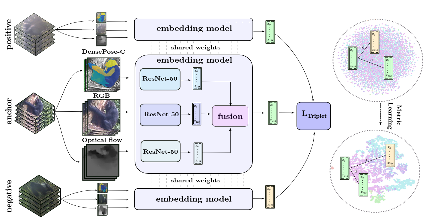Triple-Stream Deep Metric Learning of Great Ape Behavioural Actions